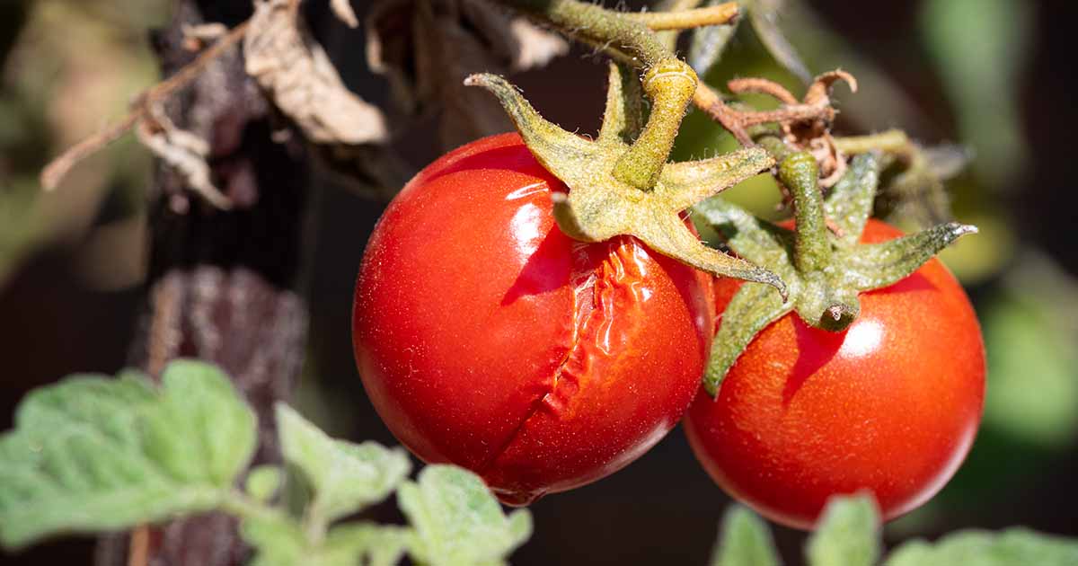 Prasklé ovoce na vinné révě: Jsou rozpůlená rajčata bezpečná k