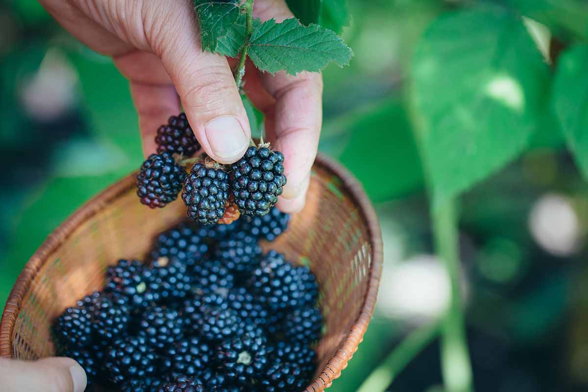 Sbírání ostružin: Jak a kdy sklízet ostružiny?