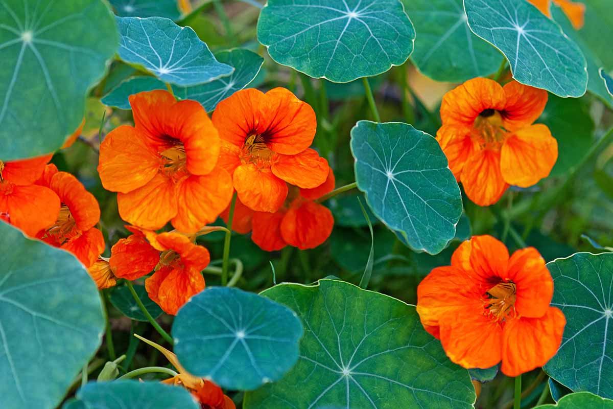 Jak rozpoznat a léčit běžné choroby Nasturtium