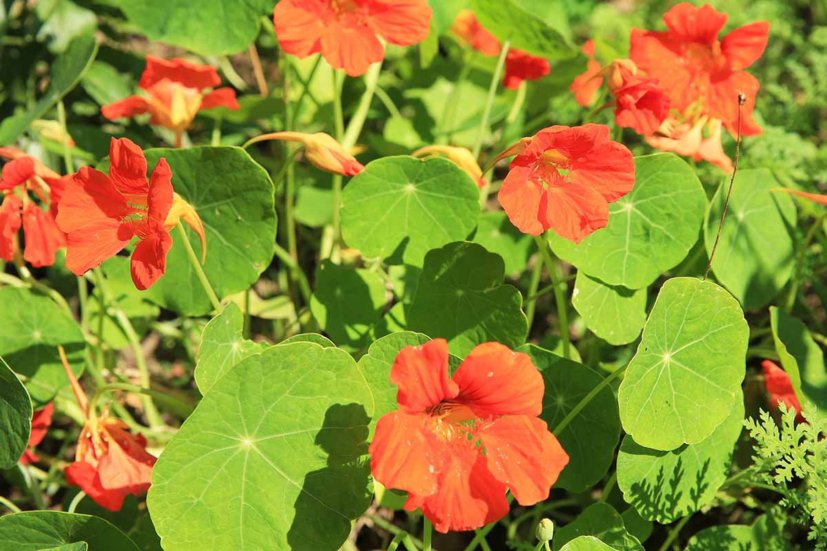 Jak rozpoznat a léčit běžné choroby Nasturtium
