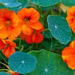 Jak rozpoznat a léčit běžné choroby Nasturtium