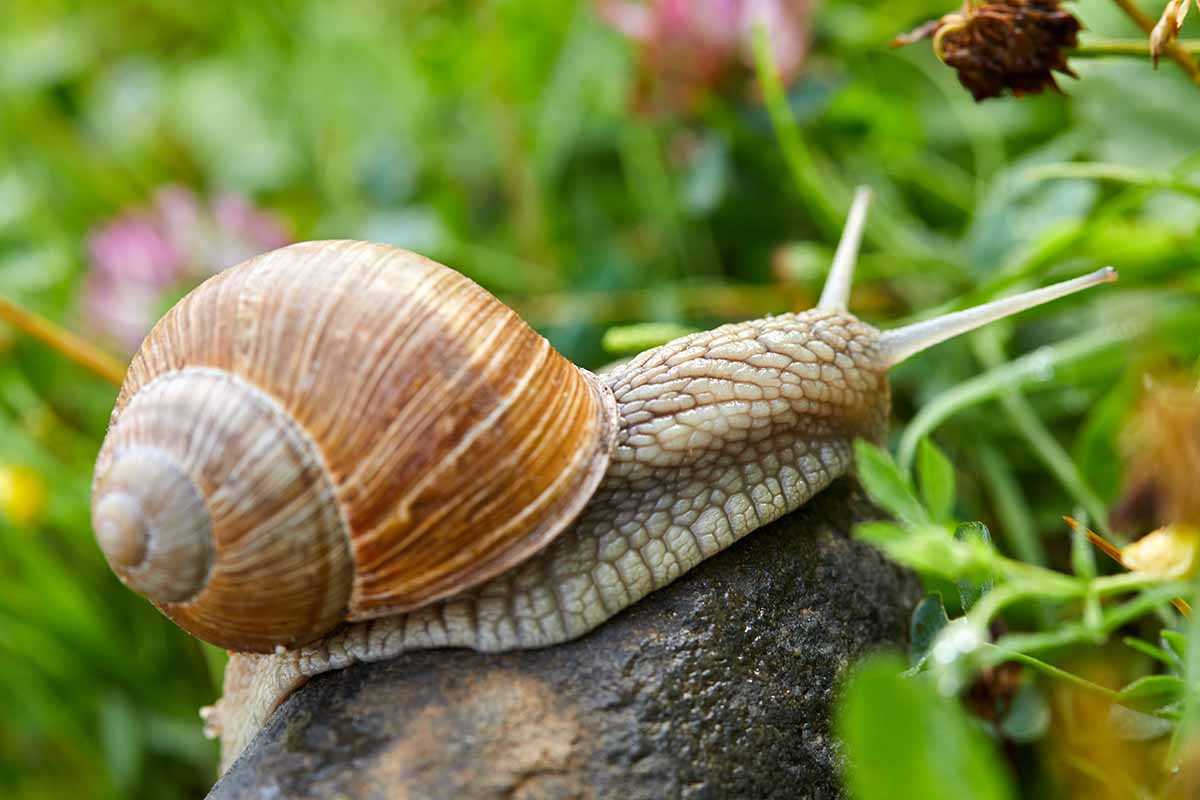 Identifikace a kontrola 7 běžných škůdců krvácejících srdcí