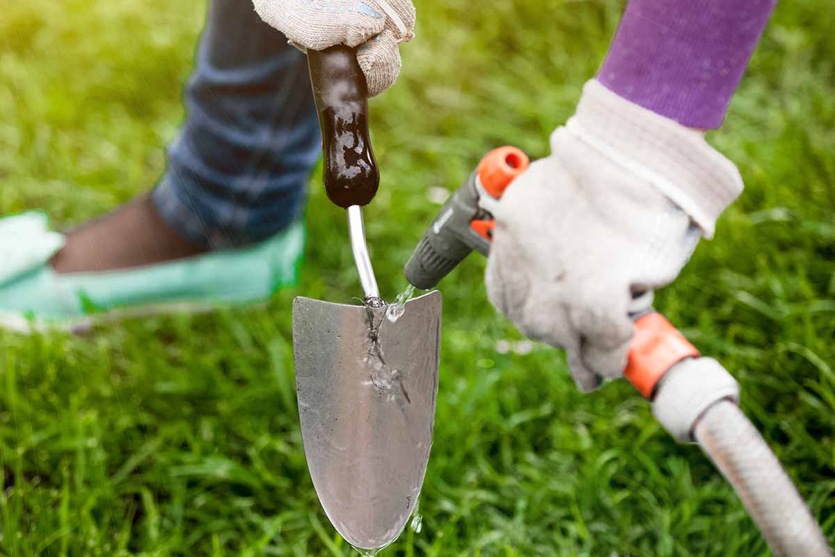 Fusariové vadnutí chryzantém: Identifikace a kontrola této choroby