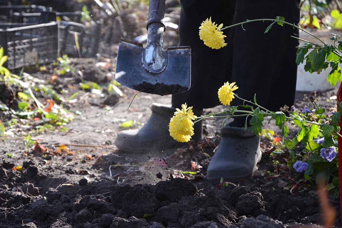 Fusariové vadnutí chryzantém: Identifikace a kontrola této choroby