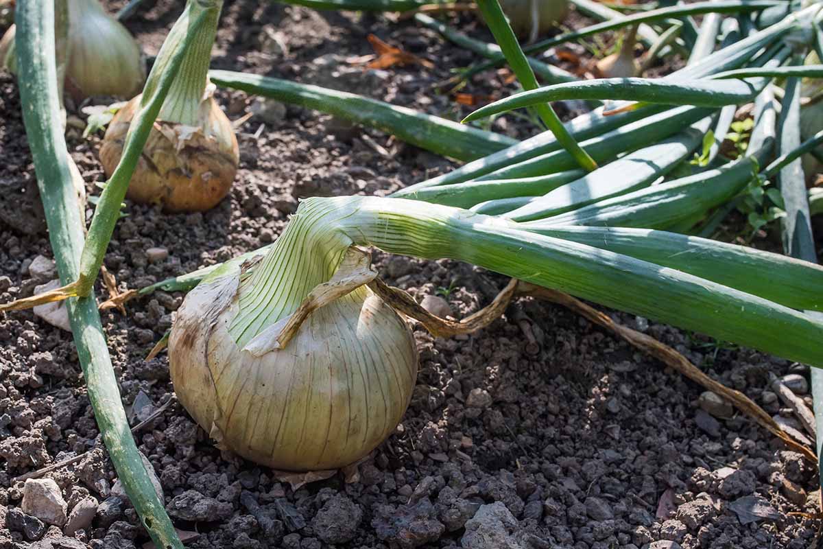 Jak sklízet a nakládat cibuli