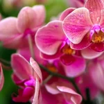 jak-pochopit-ze-je-treba-orchidej-presadit-pokyny-krok-za.webp.webp