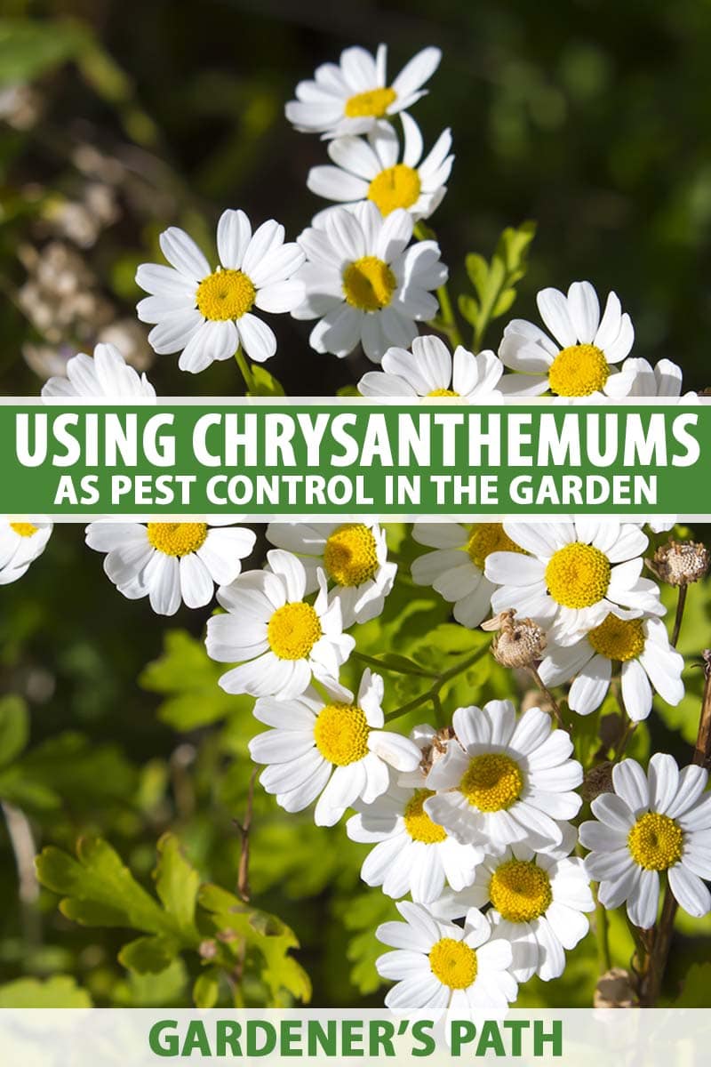 Detailní vertikální snímek bílých chryzantém (Tanacetum cinerariifolium) rostoucích v zahradě na měkkém pozadí. Do středu a dolní části rámečku je zelenobílý tištěný text.