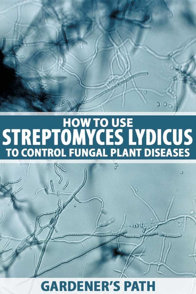 Mikroskopická fotografie Streptomyces lydicus.