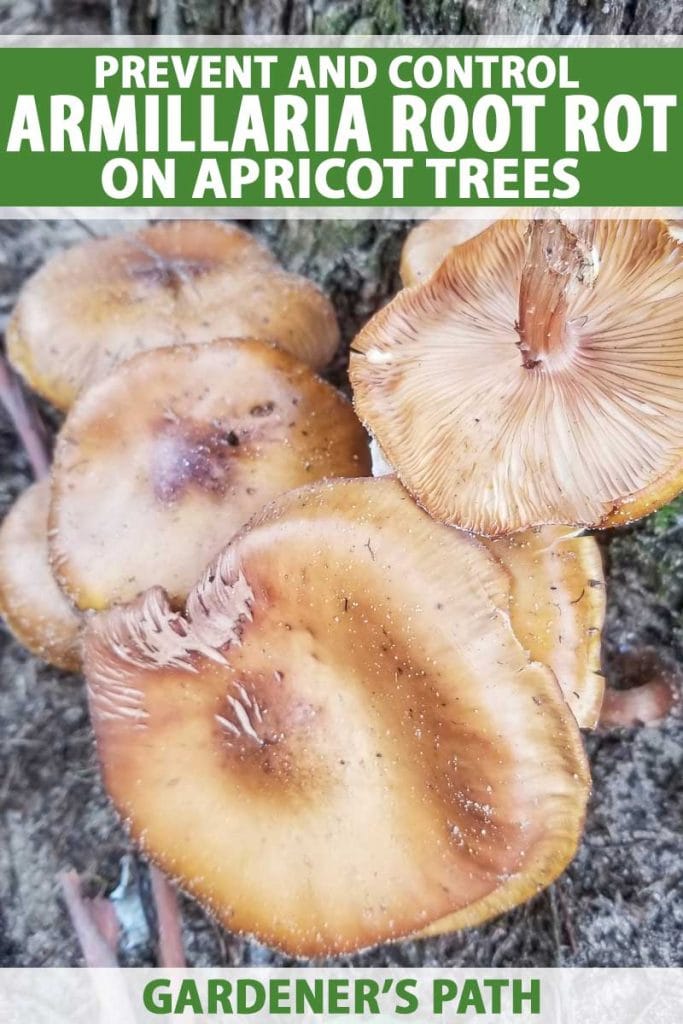 Detailní záběr houby Armillaria rostoucí na kmeni tee.