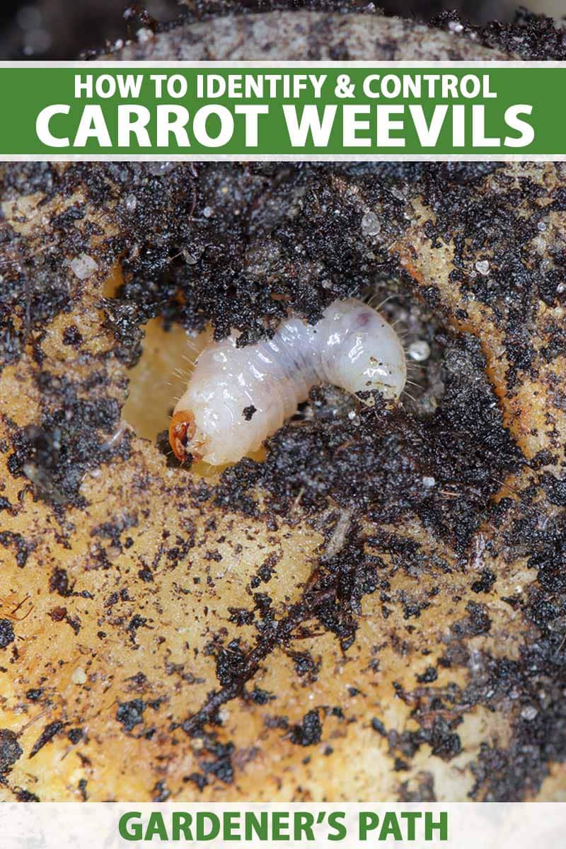 Detailní vertikální snímek larvy snovače mrkvového (Listronotus oregonensis) v půdě. Nahoře a dole na snímku je zelenobílý tištěný text.