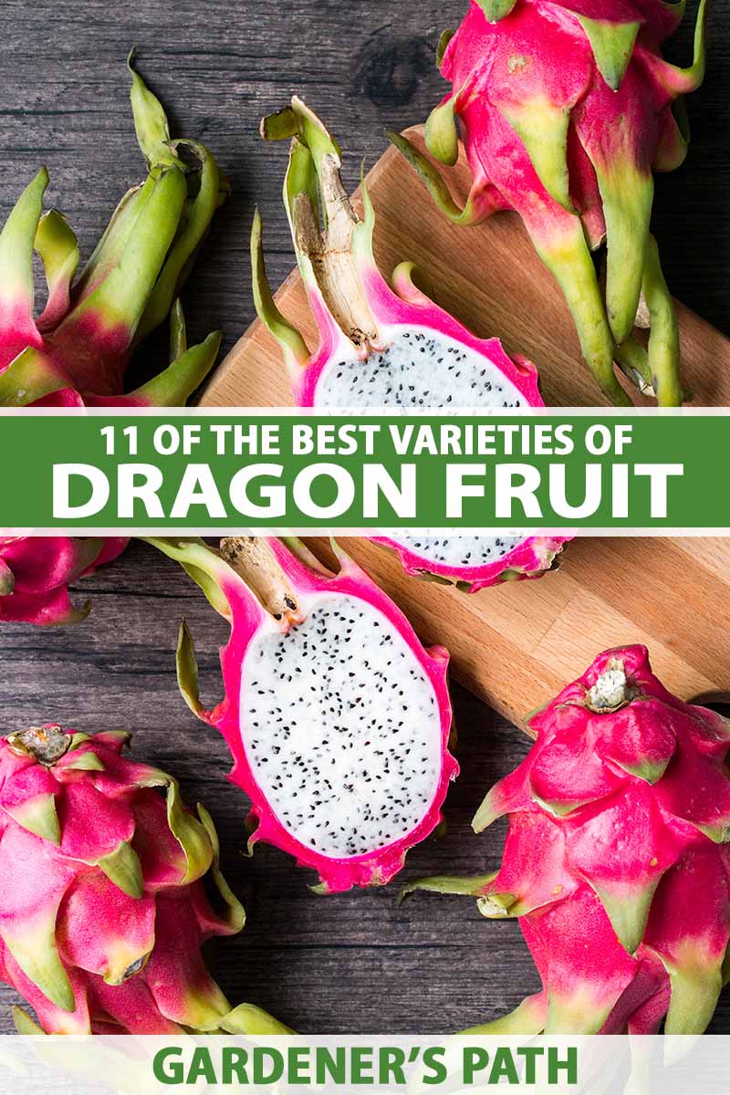 11 nejlepších odrůd dračího ovoce (Pitaya)