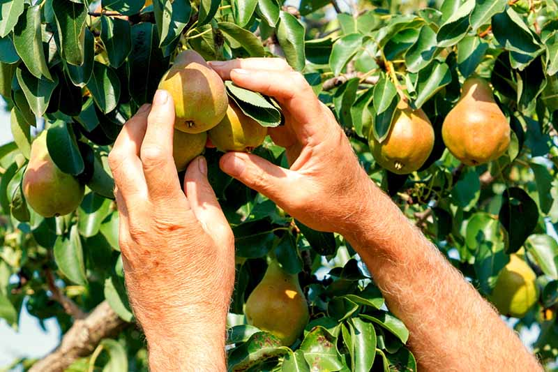 Jak se cítit a prožít smyslný, ztělesněný zážitek na Světový den nahého zahradničení