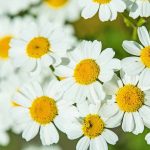 Jak zasadit a pěstovat feverfew: Léčivé a vizuální potěšení