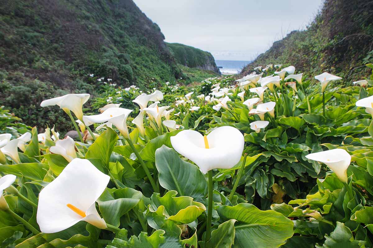 Calla Lily Mrazuvzdornost: Vrátí se Zantedeschia na jaře?