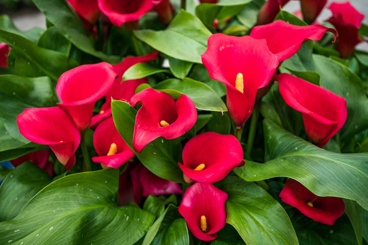 Calla Lily Mrazuvzdornost: Vrátí se Zantedeschia na jaře?