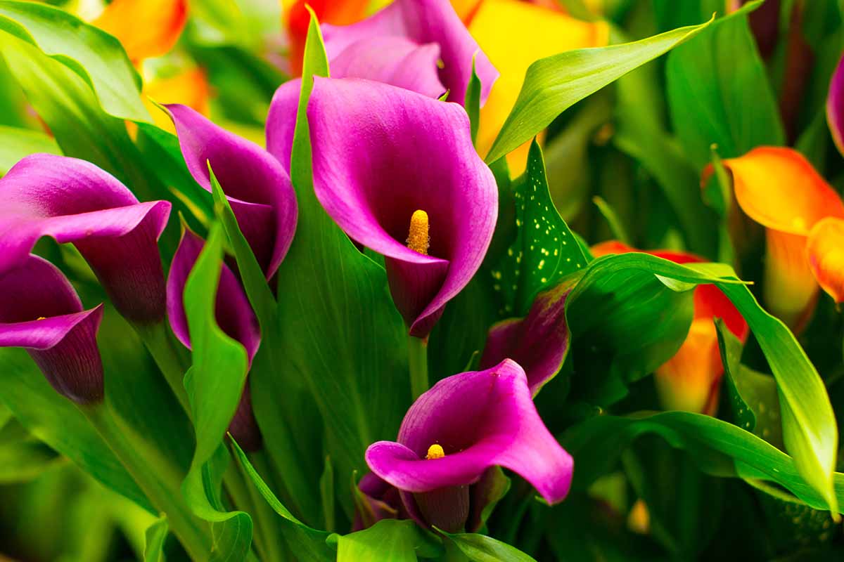 Calla Lily Mrazuvzdornost: Vrátí se Zantedeschia na jaře?