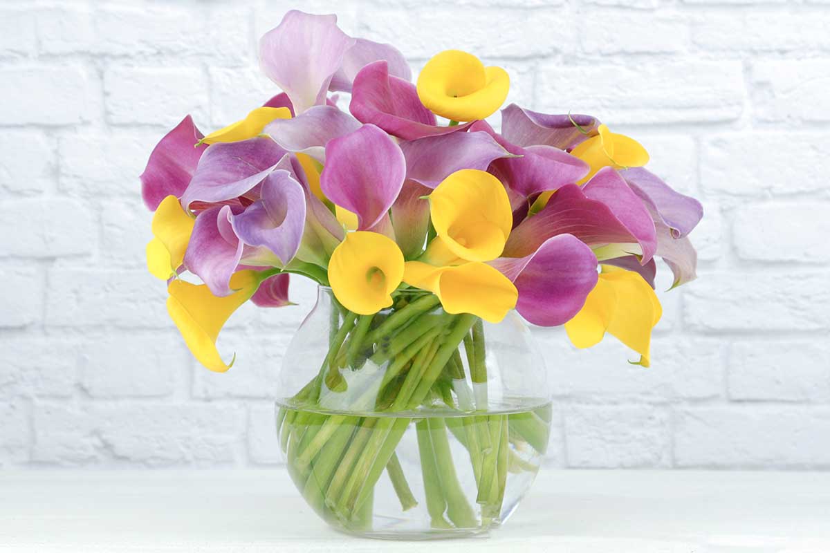 Calla Lily Mrazuvzdornost: Vrátí se Zantedeschia na jaře?