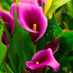 Calla Lily Mrazuvzdornost: Vrátí se Zantedeschia na jaře?