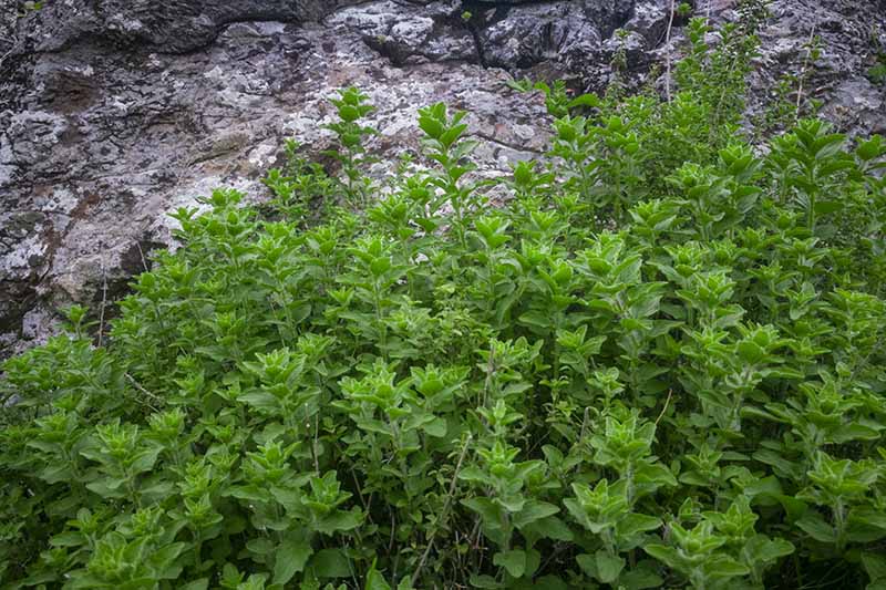 Jak pěstovat aromatické řecké oregano