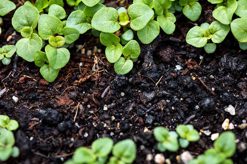 Jak pěstovat aromatické řecké oregano