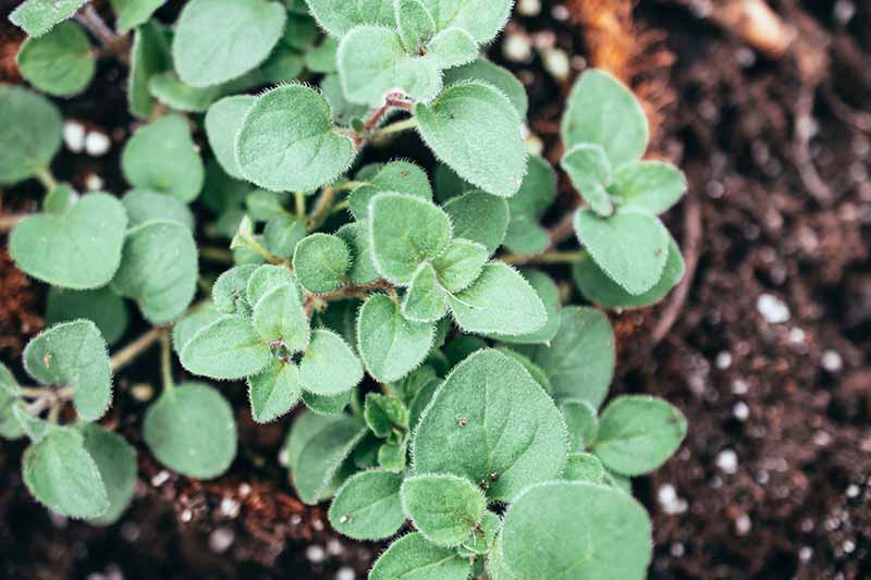 Jak pěstovat aromatické řecké oregano