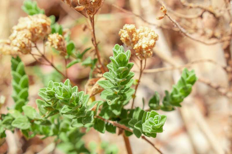 Jak pěstovat aromatické řecké oregano