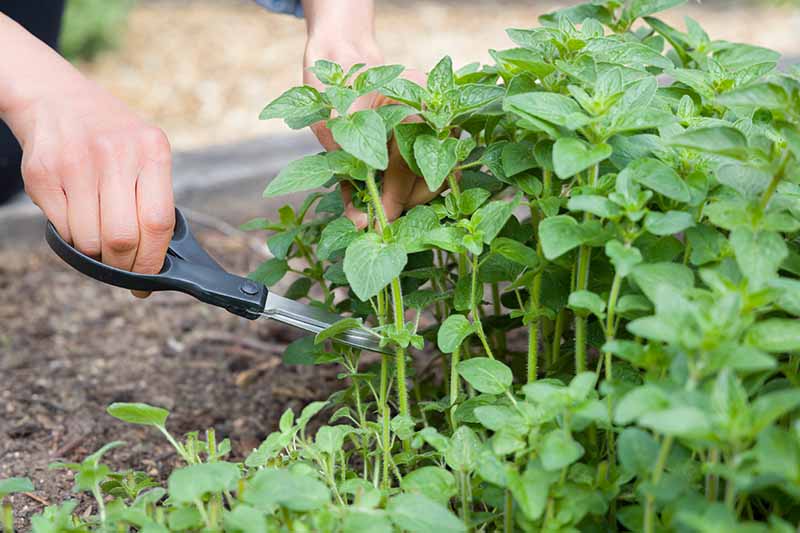 Jak pěstovat aromatické řecké oregano