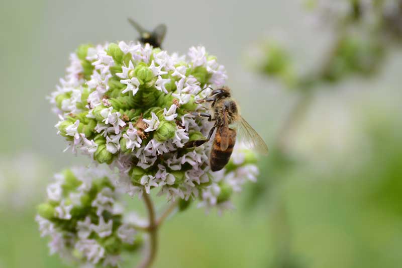 Jak pěstovat aromatické řecké oregano