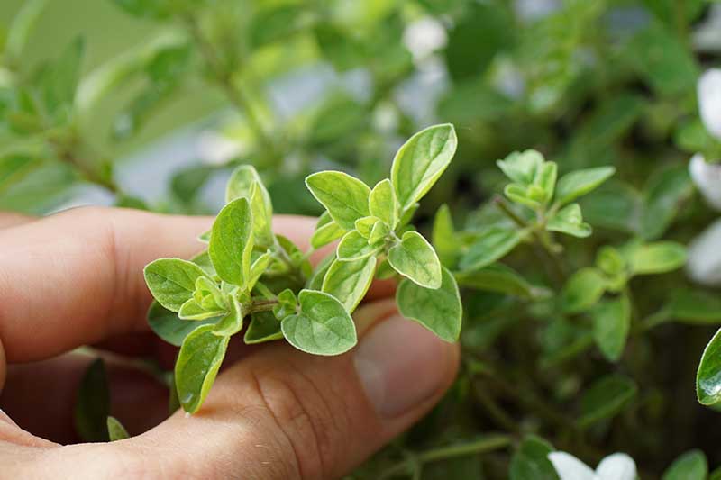 Jak pěstovat aromatické řecké oregano
