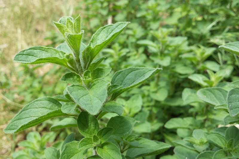 Jak pěstovat aromatické řecké oregano