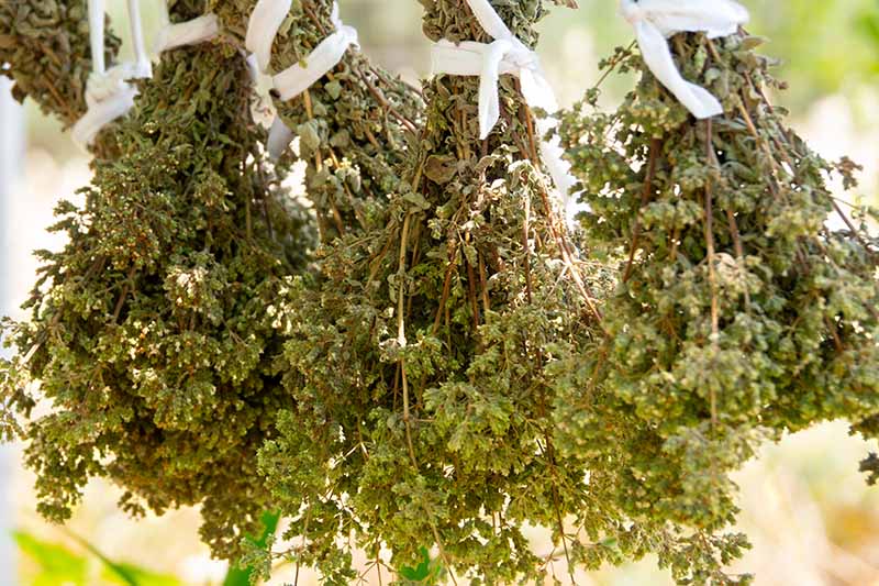 Jak pěstovat aromatické řecké oregano