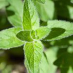 Jak pěstovat aromatické řecké oregano