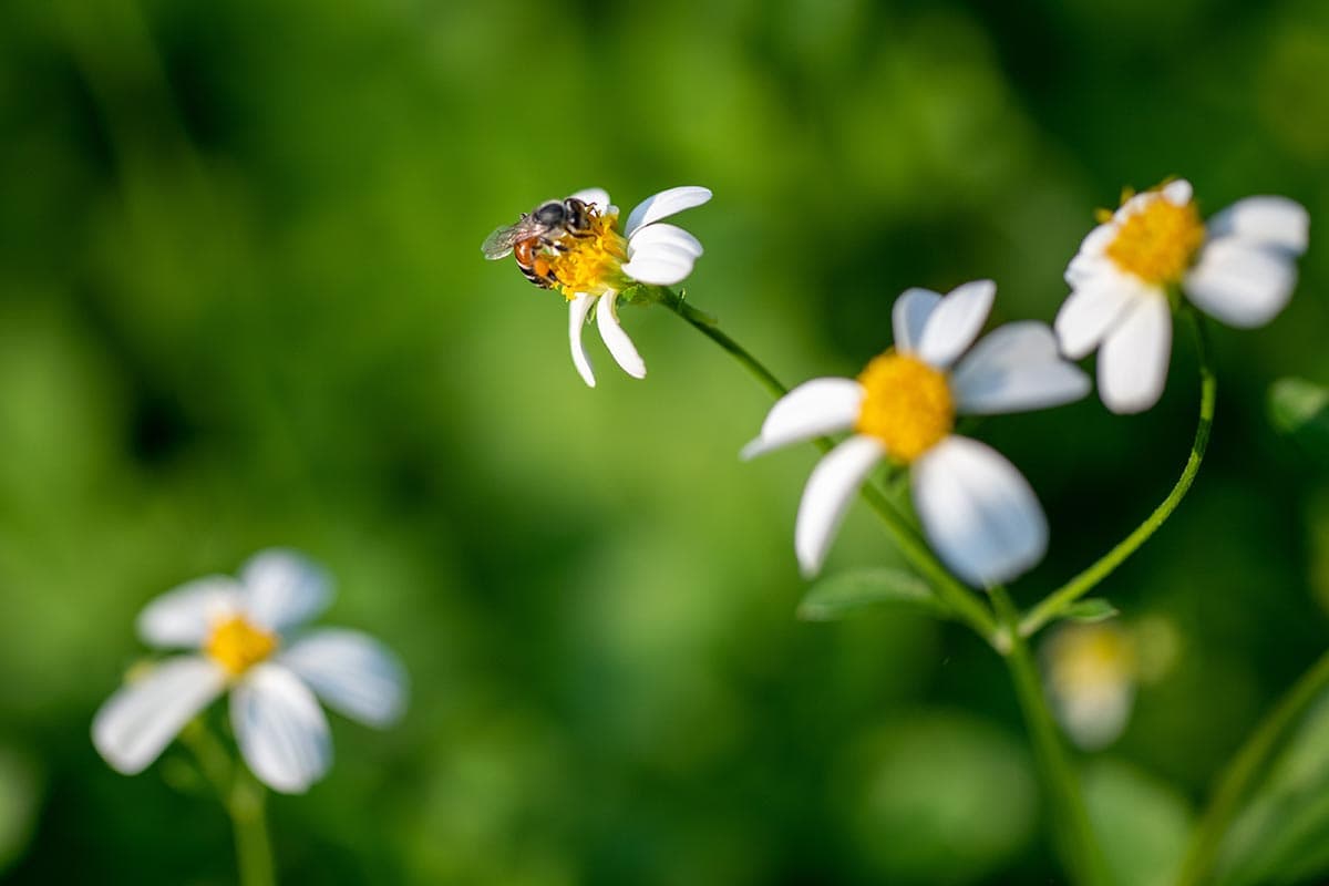 Jak pěstovat a pečovat o slunečnice (Bidens)