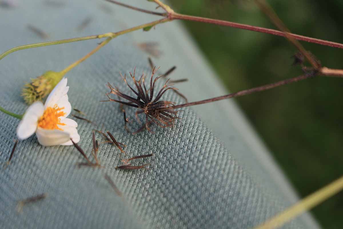 Jak pěstovat a pečovat o slunečnice (Bidens)