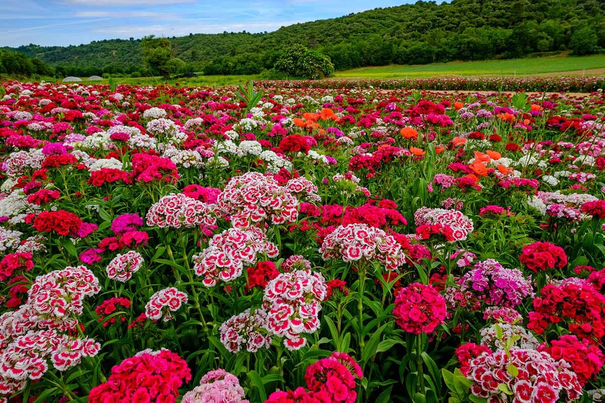 Jak zasadit a pěstovat květiny Sweet William