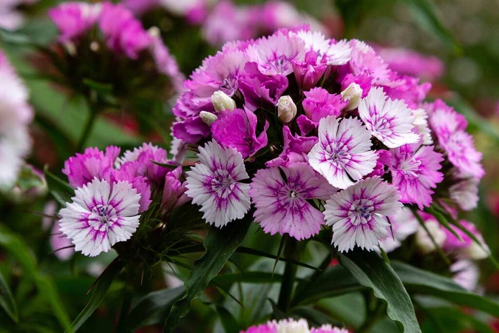 Jak zasadit a pěstovat květiny Sweet William