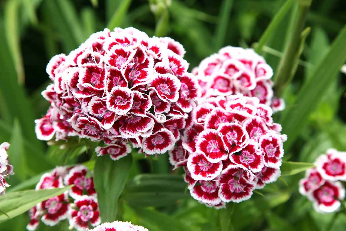 Jak zasadit a pěstovat květiny Sweet William