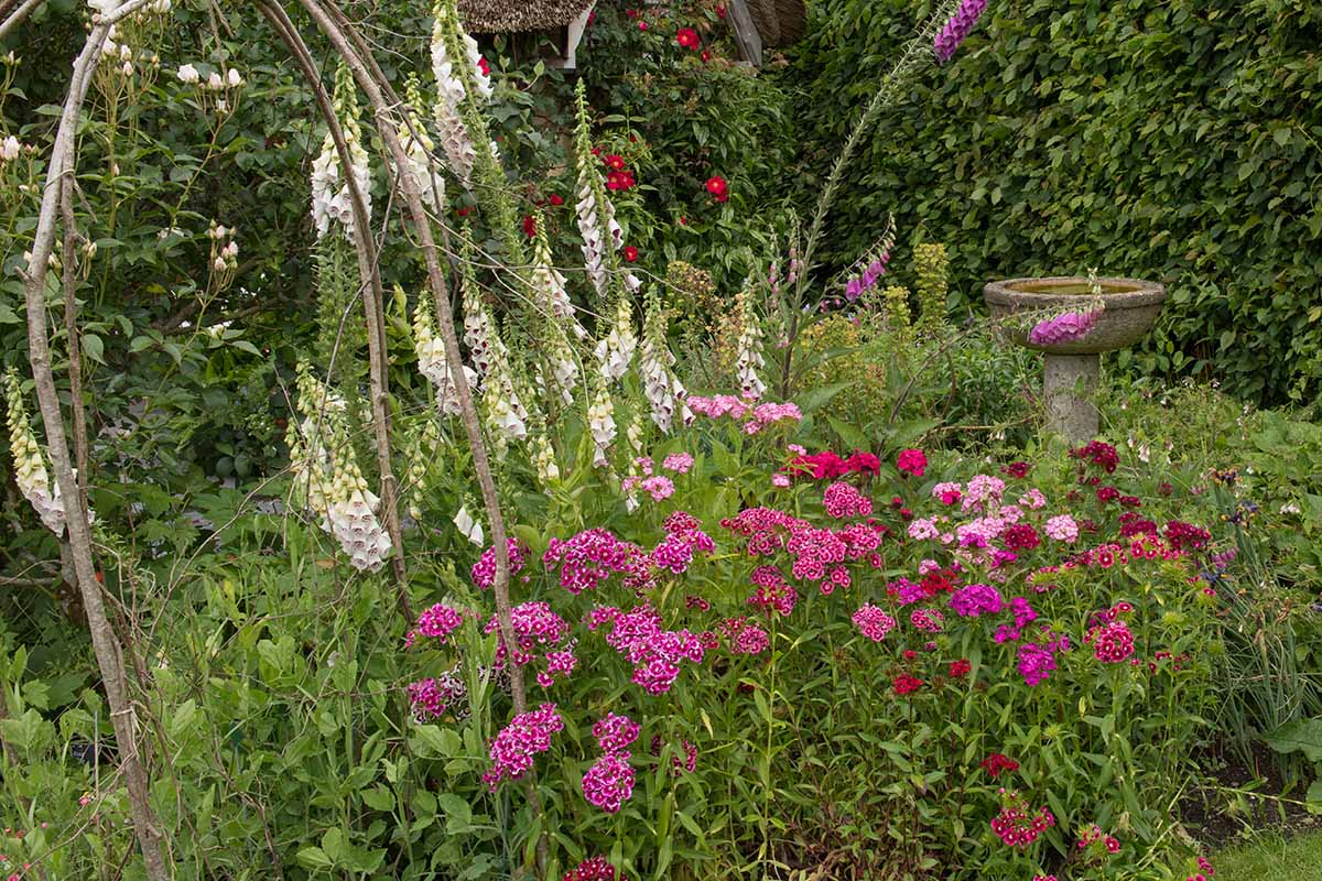 Jak zasadit a pěstovat květiny Sweet William