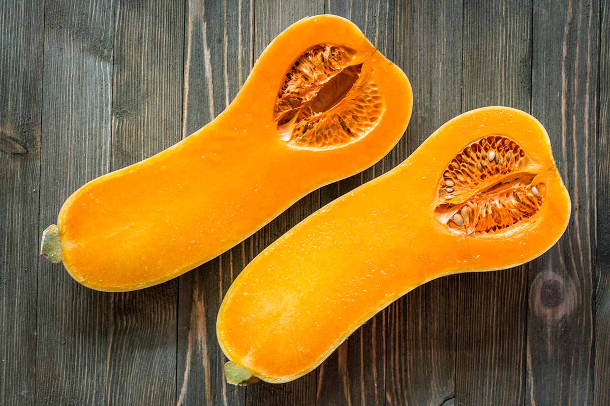 Jak zasadit a pěstovat máslovou dýni