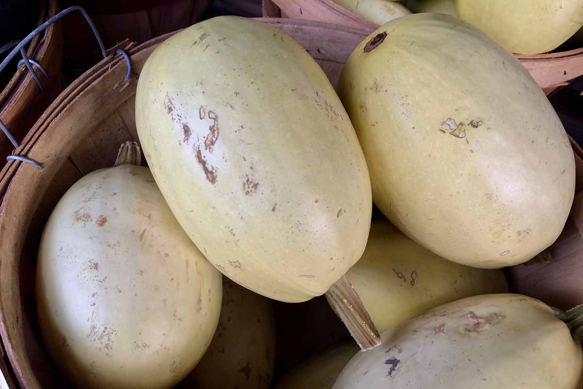 Jak zasadit a pěstovat špagetové dýně