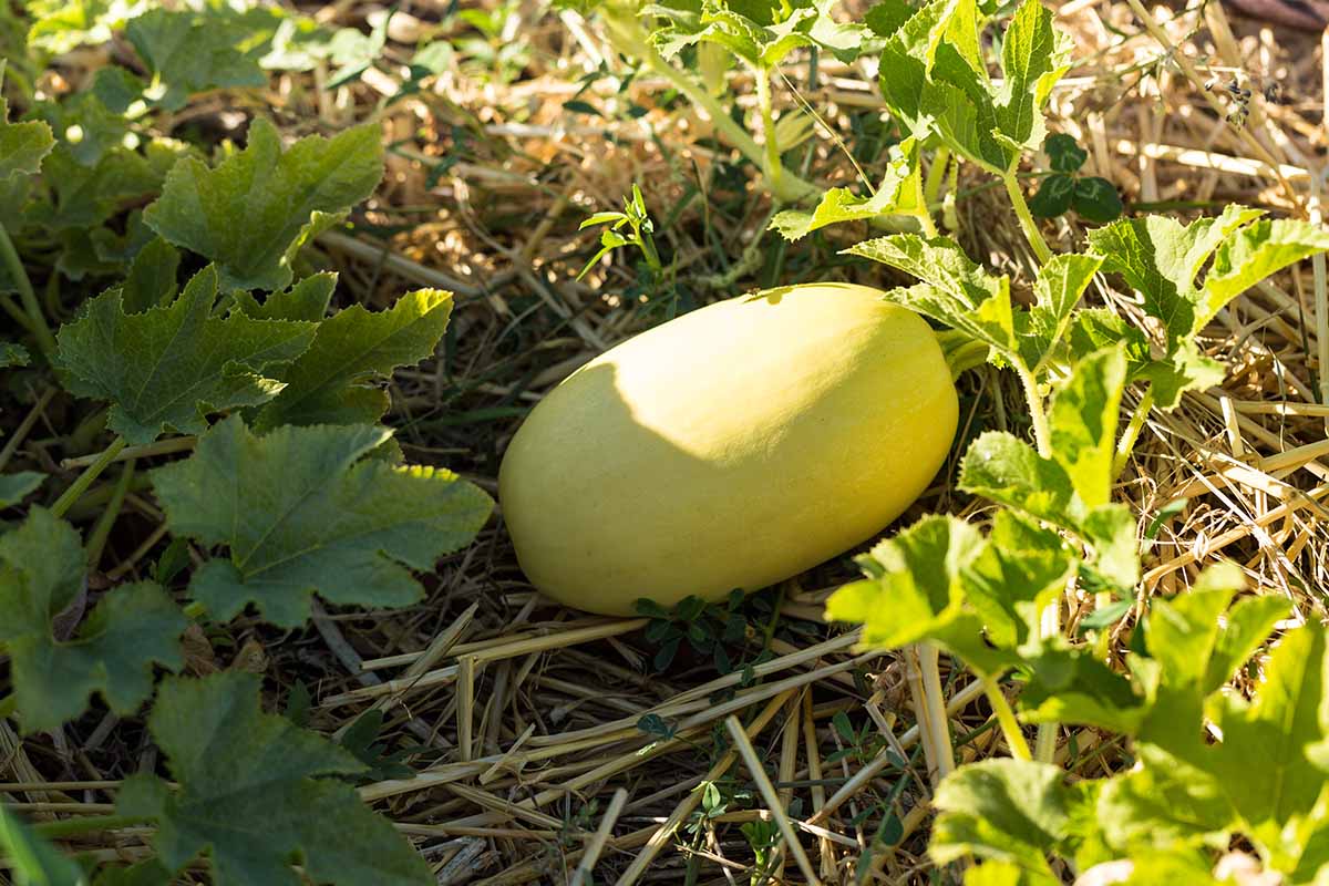 Jak zasadit a pěstovat špagetové dýně