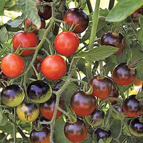 15 nejlepších hybridů rajčat pro vaši zeleninovou zahrádku