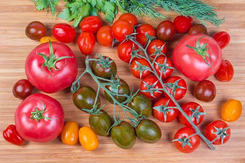 15 nejlepších hybridů rajčat pro vaši zeleninovou zahrádku