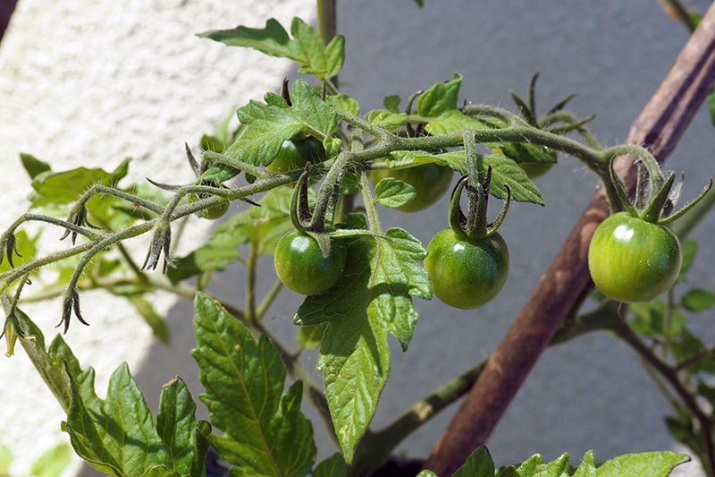Jak pěstovat cherry rajčata