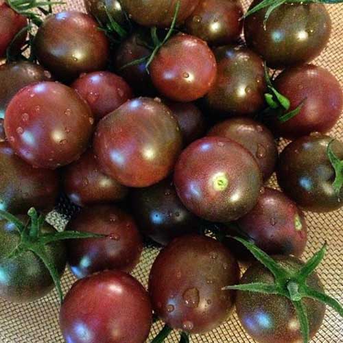 Jak pěstovat cherry rajčata