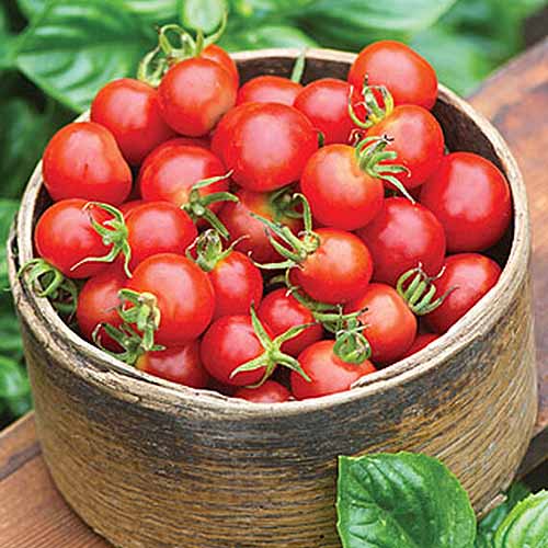 Jak pěstovat cherry rajčata