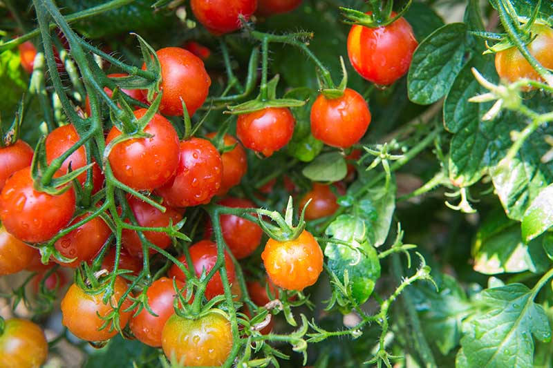 Jak pěstovat cherry rajčata