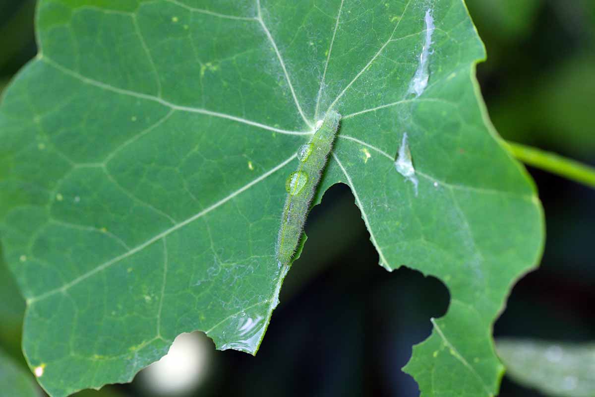 Jak používat nasturtium proti škůdcům