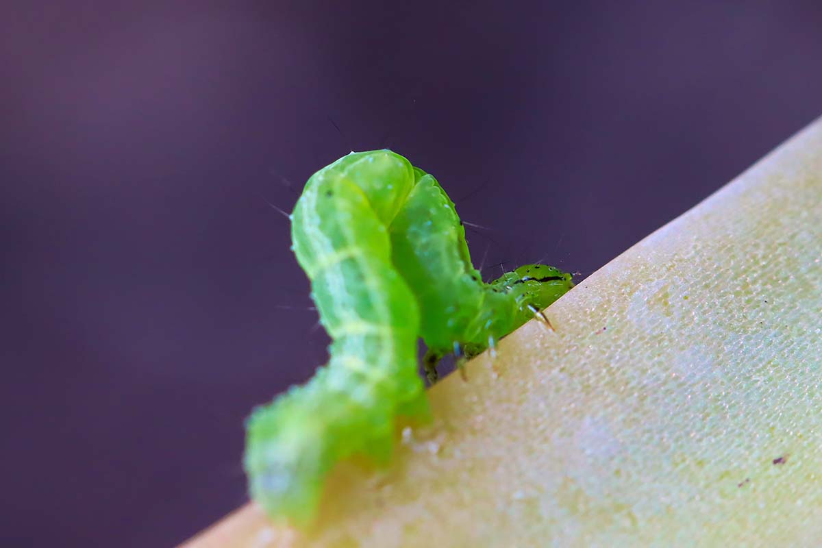 Jak používat nasturtium proti škůdcům