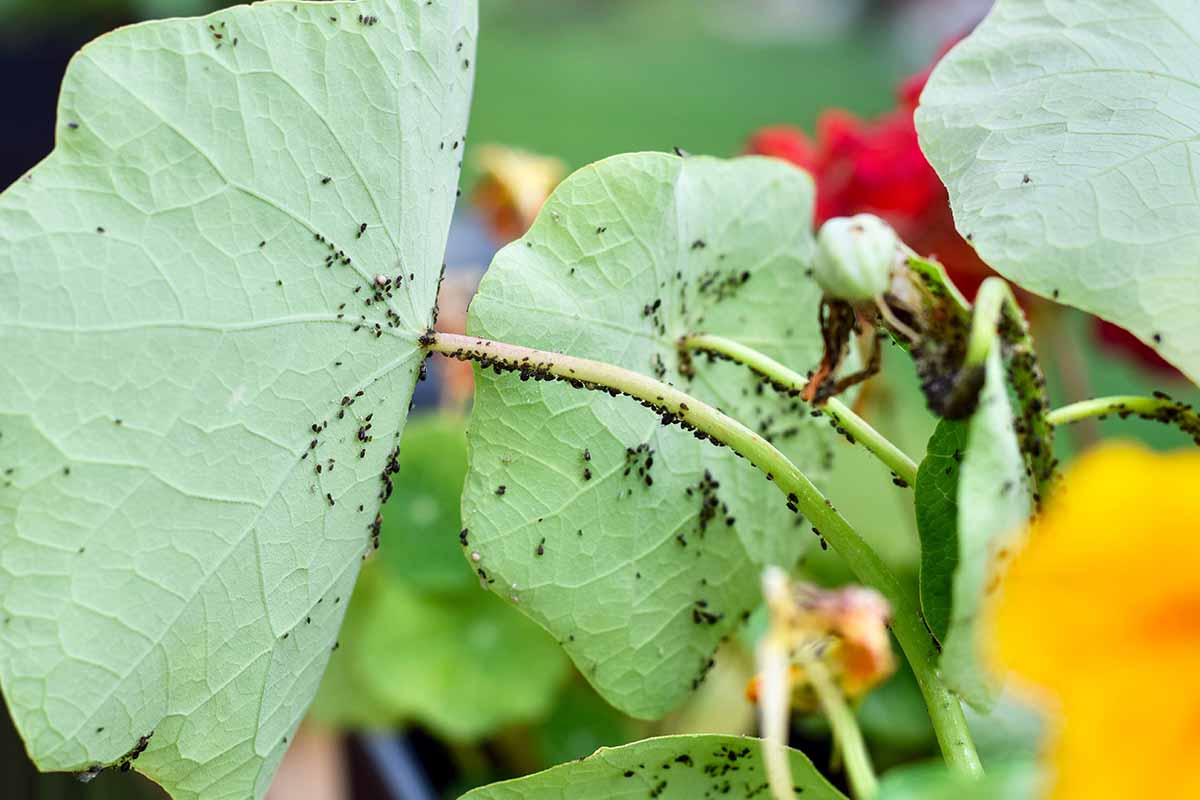Jak používat nasturtium proti škůdcům